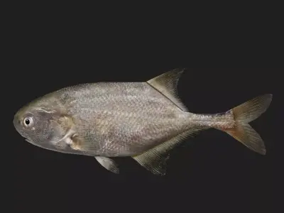 Elephantfish Low-poly 3D model