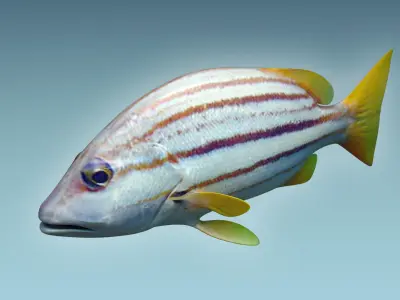 Snapper Fish 3D model