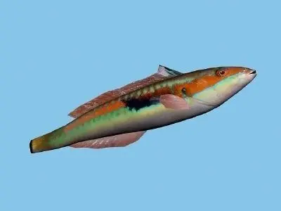 Knez - Coris julis Low-poly 3D model