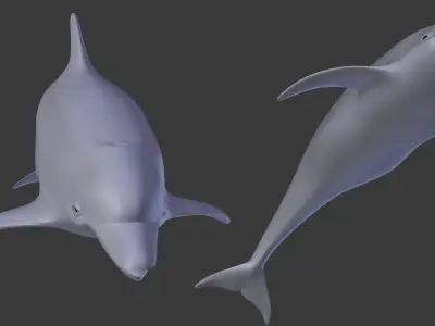 Dolphin 3D Model 3D model