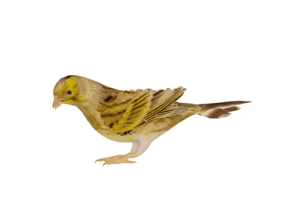 Canary Bird Low-poly 3D model