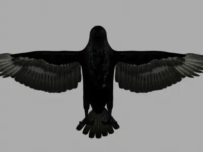 3D Crow raven with wings spread 3D model