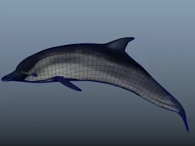 Bottlenose Dolphin- Animated  Low-poly 3D model