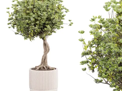 indoor plant set 010 3D model