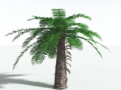 EVERYPlant Pseudoctnis Cycad 2 --12 Models-- 3D model