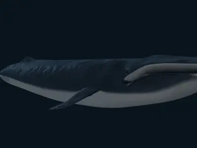 Blue Whale 3D model