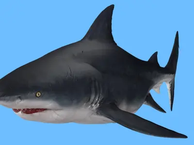 SHARK FISH RIGGED ANIMATED 4 Low-poly 3D model