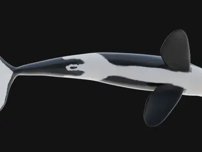 Killer Whale 3D model