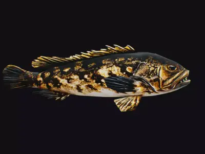 Freshwater Fish Animated Carp Largemouth Bass Smallmouth Perch Low-poly 3D model