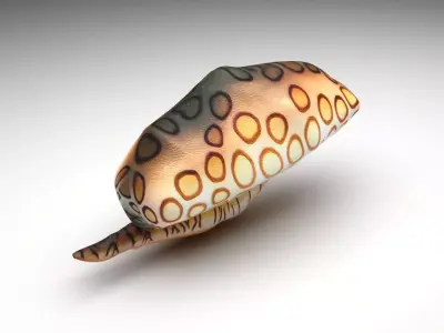 Flamingo Tongue Snail 3D model