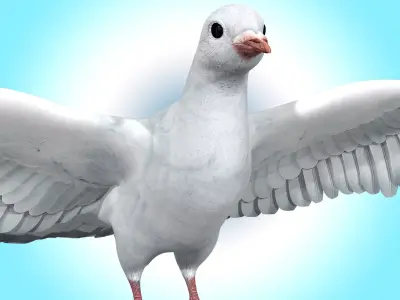Dove White Pigeon  Low-poly 3D model