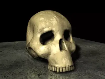 Skull Hominid 3D model