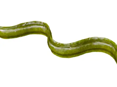 Sea Snake Low-poly 3D model