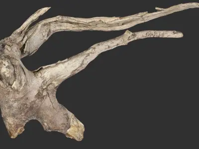 Tree Root 3D Scan in highpoly 3D model