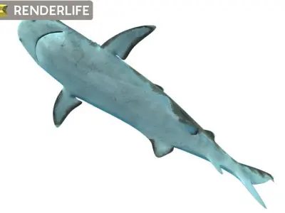 Reef shark with animations 3D model