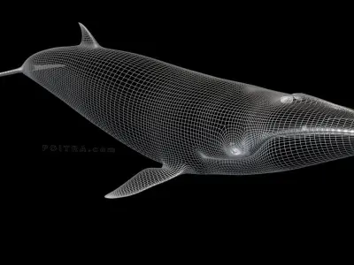 Minke Whale - Balaenoptera Acutoro - Adult Male - Pose 3 - 3D model