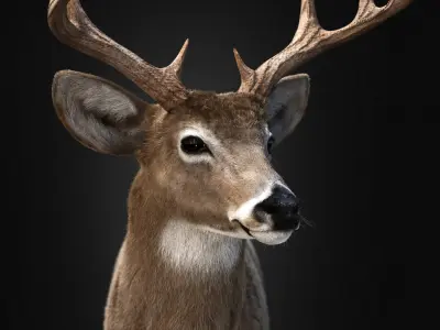Deer 2025 static version XGEN-CORE 3D model