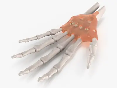 Anatomical Hand Skeleton Model with Flexor Retinaculum 3D model