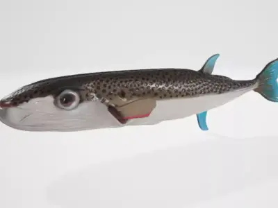 Puffer fish 3D model