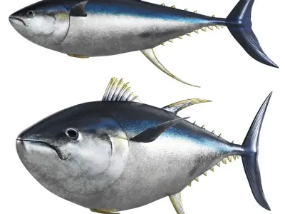 Tuna fish 3D model