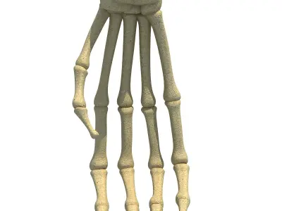 Bones of Animal Hand 3D model