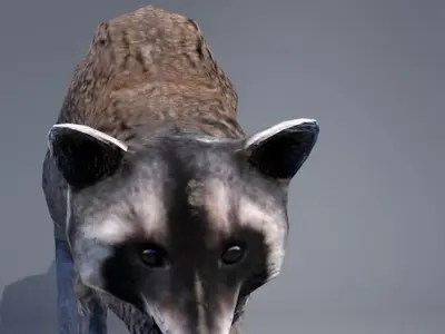 Raccoon Low-poly 3D model