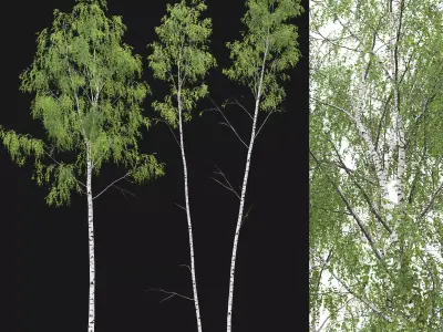 Birch forest part 08 3D model