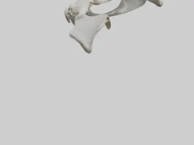 Falcon Pelvis Low-poly 3D model