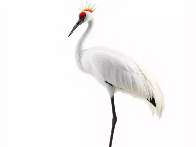 Elegant Crowned Crane model pack Low-poly 3D model