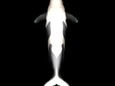 dolphin Orca Rigged 3D model