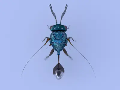 Eucharitidae 3d model rigged Apocrita Low-poly 3D model