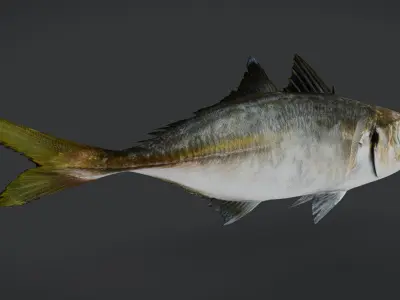 Jack Mackerel Animated 3D model