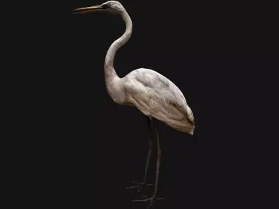 Heron Bird Low-poly 3D model