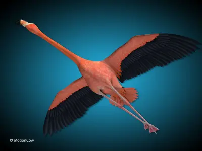 Flamingo - Flight 3D model