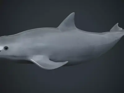 Vaquita Low-poly 3D model