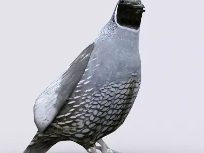 3DRT - Quail Low-poly 3D model