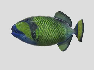 Titan Triggerfish Realistic Animated Low-poly 3D model