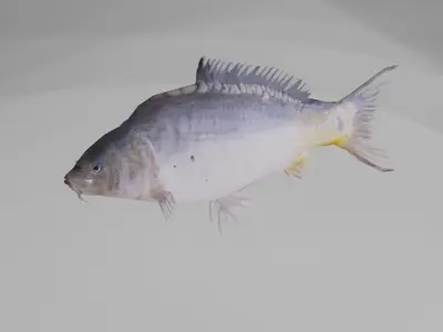 Freshwater fish pack Low-poly 3D model