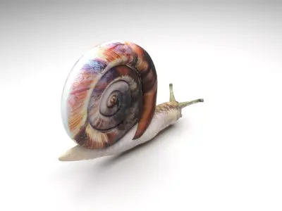 Snail 3D model