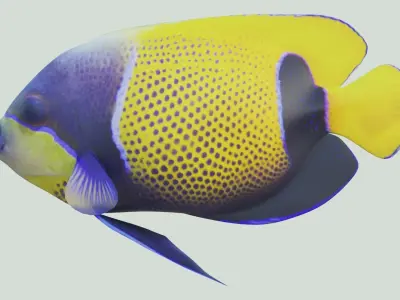 Blue girdled Angelfish set 04 3D model