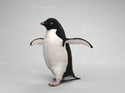 Pygoscelis Animated - VFX Grace 3D model