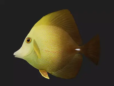 Unicornfish Low-poly 3D model