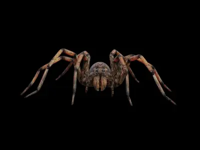 Spider 3d 3D model