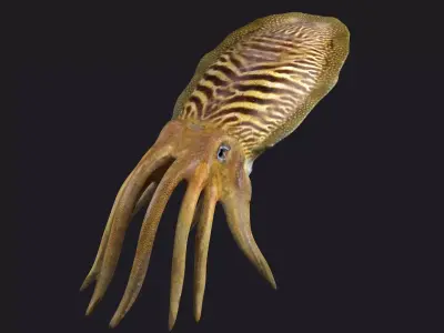 ocean the king squid  the giant squid the VR animal 3D model
