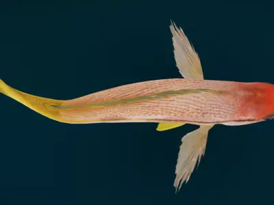 Realistic Spotstripe Snapper Animated 3D model