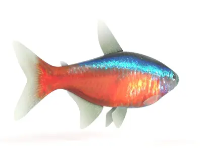 Neon Tetra Fish 3D model