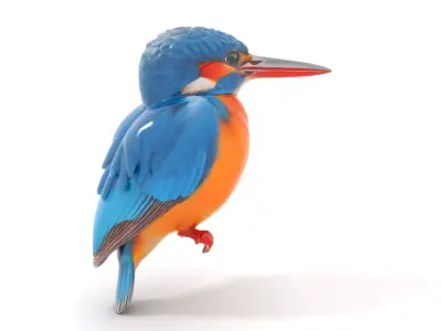 Vibrant Kingfisher Bird model pack Low-poly 3D model