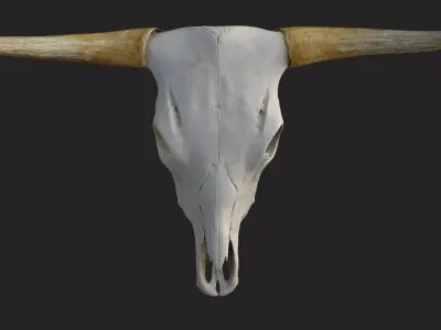 Realistic Scanned Bull Skull Low-poly 3D model