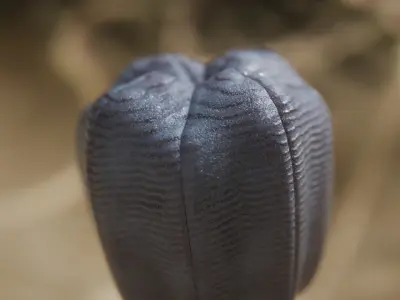 Siphusauctum Low-poly 3D model