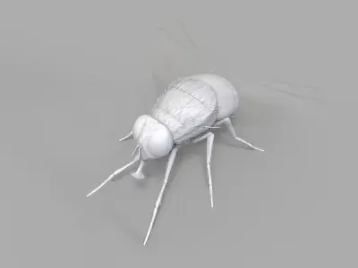 Insect Fly 3D model